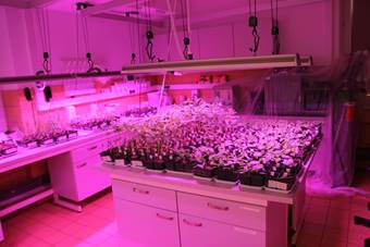 Zdjęcia wykonano w IOŚ-PIB Zakład Ekotoksykologii – ocena środków ochrony roślin