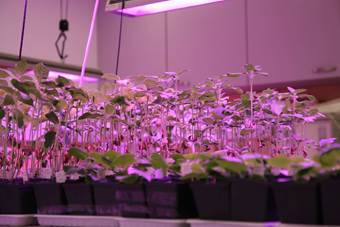 Zdjęcia wykonano w IOŚ-PIB Zakład Ekotoksykologii – ocena środków ochrony roślin