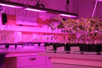 Zdjęcia wykonano w IOŚ-PIB Zakład Ekotoksykologii – ocena środków ochrony roślin